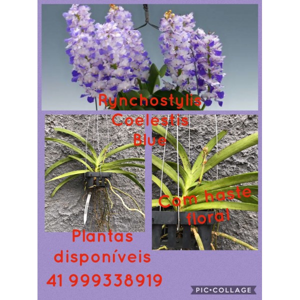 Orquídea - Rynchostylis Coelestius Blue